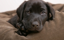 chocolate labrador chocolate labrador eh since im in suchgood moodshall 1600x1200 wallpaper 